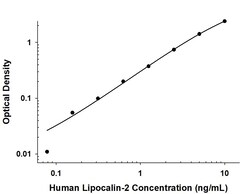 Human Lipocalin-2/NGAL Antibody, R D Systems:Anticorps:Anticorps primaires