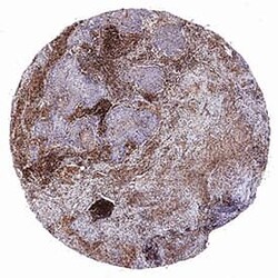 Human SCGF/CLEC11a Antibody, R D Systems:Antibodies:Primary Antibodies