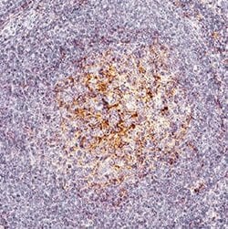 Human IL-1 alpha/IL-1F1 Antibody, R D Systems 25 &mu;g; Unconjugated:Antibodies,