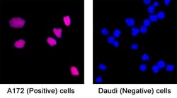 Human FGF basic/FGF2/bFGF Antibody, R D Systems:Antibodies:Primary Antibodies