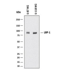 Human LRP-1 Cluster II Antibody, R D Systems 100 &mu;g | Buy Online | R&D Systems | Fisher Scientific