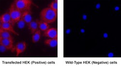 Human LILRB4/CD85k/ILT3 Antibody, Novus Biologicals 100 &mu;g; Unconjugated:Antibodies,