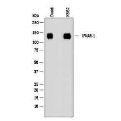 Human IFN-alpha/beta R1 Antibody, R D Systems:Anticorps:Anticorps primaires
