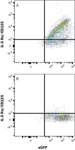 Human IL-5 R alpha/CD125 Antibody, R D Systems 100 &mu;g; Unconjugated:Antibodies,