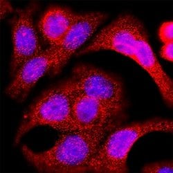 Human PGLYRP1/PGRP-S Antibody, R D Systems 100 &mu;g; Unconjugated:Antibodies,