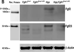 Human/Mouse FGF-23 Antibody, R D Systems:Antibodies:Primary Antibodies