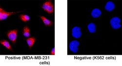 Human PlGF Antibody, R D Systems 100 &mu;g; Unconjugated:Antibodies, Monoclonal