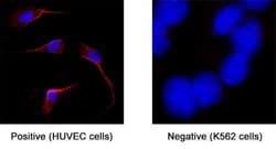 Human PlGF-4 Antibody, R D Systems:Antibodies:Primary Antibodies