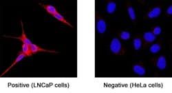 Human Relaxin-2 Antibody, R D Systems 100 &mu;g; Unconjugated:Antibodies,