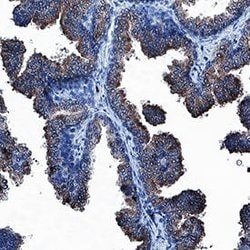 Human Relaxin-2 Antibody, R D Systems 100 &mu;g; Unconjugated:Antibodies,