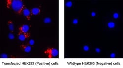 Human LILRB5/CD85c/LIR-8 Antibody, R D Systems 25 &mu;g; Unconjugated:Antibodies,