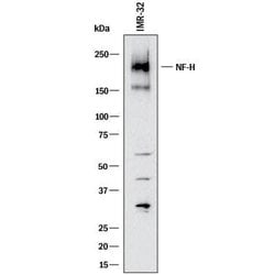 Human NF-H Antibody, R D Systems 25 &mu;g; Unconjugated:Antibodies, Monoclonal