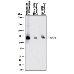 Human/Mouse/Rat IGSF8/CD316 Antibody, R D Systems 25 &mu;g; Unconjugated:Antibodies,