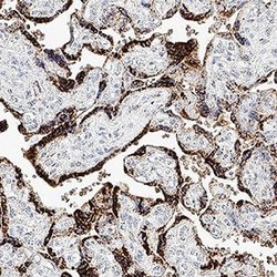 Human Frizzled-10 Antibody, R D Systems:Antibodies:Primary Antibodies