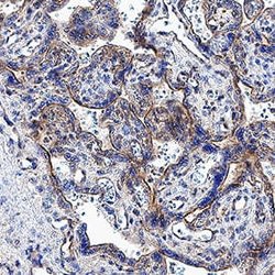 Human Frizzled-10 Antibody, R D Systems:Antibodies:Primary Antibodies