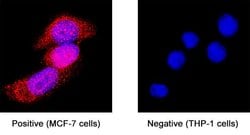 Human Cytokeratin 19 Antibody, R D Systems:Antibodies:Primary Antibodies