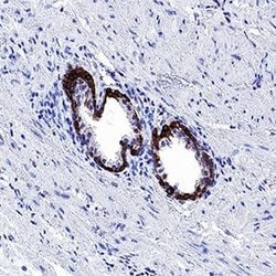 Human Cytokeratin 19 Antibody, R D Systems:Antibodies:Primary Antibodies
