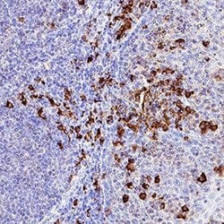 Human HVEM/TNFRSF14 Antibody, R D Systems:Antibodies:Primary Antibodies
