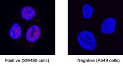 Human GLI-3 Antibody, R D Systems 25 &mu;g; Unconjugated:Antibodies, Monoclonal