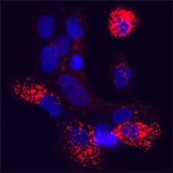 Human FKBP12 Antibody, R D Systems:Antibodies:Primary Antibodies