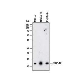 Human FKBP12 Antibody, R D Systems:Antibodies:Primary Antibodies