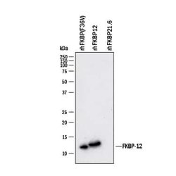 Human FKBP12 Antibody, R D Systems:Antibodies:Primary Antibodies