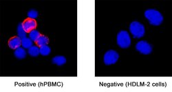 Human CD8 alpha Antibody, R D Systems 25 &mu;g; Unconjugated:Antibodies,