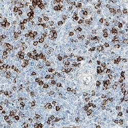Human CD8 alpha Antibody, R D Systems 25 &mu;g; Unconjugated:Antibodies,