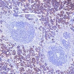 Mouse IL-4 Antibody, R&D Systems™