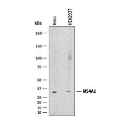 Human CD20 Antibody, R D Systems 25 &mu;g; Unconjugated:Antibodies, Monoclonal