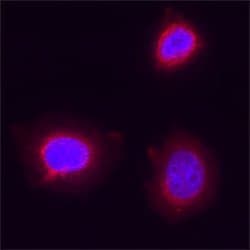 Human CXCR7/RDC-1 Antibody, R D Systems 25 &mu;g; Unconjugated:Antibodies,
