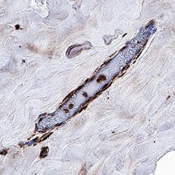 Human CXCR7/RDC-1 Antibody, R D Systems 25 &mu;g; Unconjugated:Antibodies,