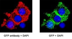 GFP Antibody, R D Systems:Antibodies:Primary Antibodies