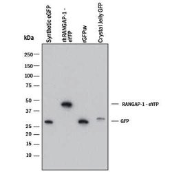GFP Antibody, R D Systems:Antibodies:Primary Antibodies