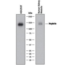 Human Nephrin Antibody, R D Systems:Antibodies:Primary Antibodies