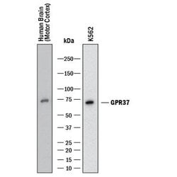 Human GPR37 Antibody, R D Systems 25 &mu;g | Buy Online | R&D Systems | Fisher Scientific