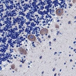 Human GPR37 Antibody, R D Systems 25 &mu;g; Unconjugated:Antibodies, Monoclonal