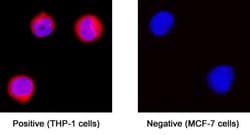 Human Apolipoprotein C-II/ApoC2 Antibody, R D Systems 100 &mu;g; Unconjugated:Antibodies,