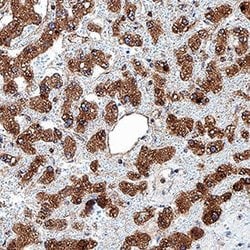 Human Apolipoprotein C-II/ApoC2 Antibody, R D Systems 100 &mu;g; Unconjugated:Antibodies,