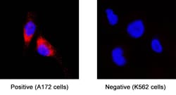 Human Glypican 1 Antibody, R D Systems:Antibodies:Primary Antibodies