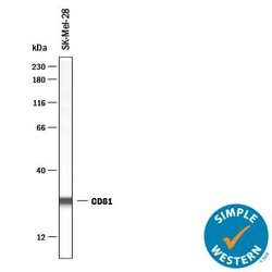 Human CD81 Antibody, R D Systems 100 &mu;g; Unconjugated:Antibodies, Monoclonal