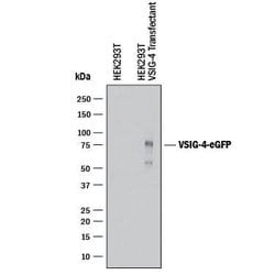 Human VSIG4 Antibody, R D Systems 100 &mu;g; Unconjugated:Antibodies, Monoclonal