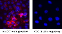 Mouse CXCL10/IP-10/CRG-2 Antibody, R D Systems 100 &mu;g; Unconjugated:Antibodies,