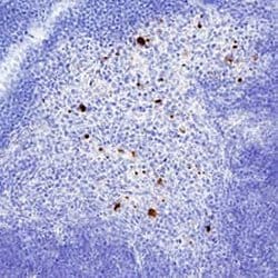 Mouse CXCL10/IP-10/CRG-2 Antibody, R D Systems 100 &mu;g; Unconjugated:Antibodies,