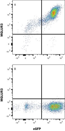 Human mGluR3 Antibody, R D Systems 100 &mu;g; Unconjugated:Antibodies,