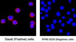 Human CD19 Antibody, R D Systems 25 &mu;g; Unconjugated:Antibodies, Monoclonal