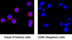 Human CD19 Antibody, R D Systems 25 &mu;g; Unconjugated:Antibodies, Monoclonal