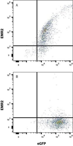 Human EMR2 Antibody, R D Systems:Antibodies:Primary Antibodies