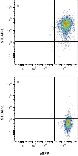 Human STEAP1 Antibody, R D Systems 25 &mu;g | Buy Online | R&D Systems | Fisher Scientific
