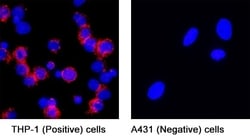 Human Mrc2 Antibody, R D Systems 25 &mu;g; Unconjugated:Antibodies, Monoclonal